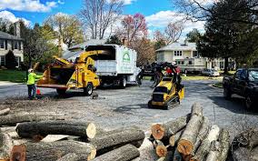 Best Tree Preservation Services  in Tlassee, AL