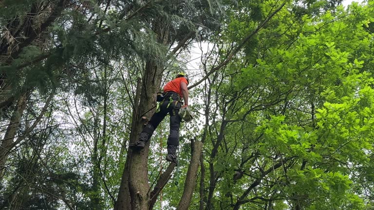 Best Tree Maintenance Programs  in Tlassee, AL