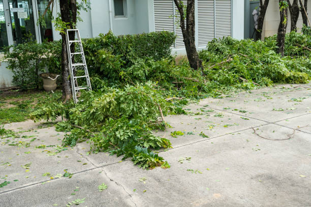 Best Tree Trimming and Pruning  in Tlassee, AL