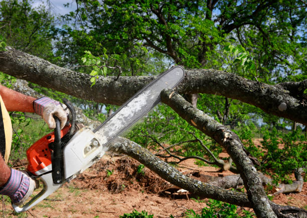 Best Emergency Tree Removal  in Tlassee, AL